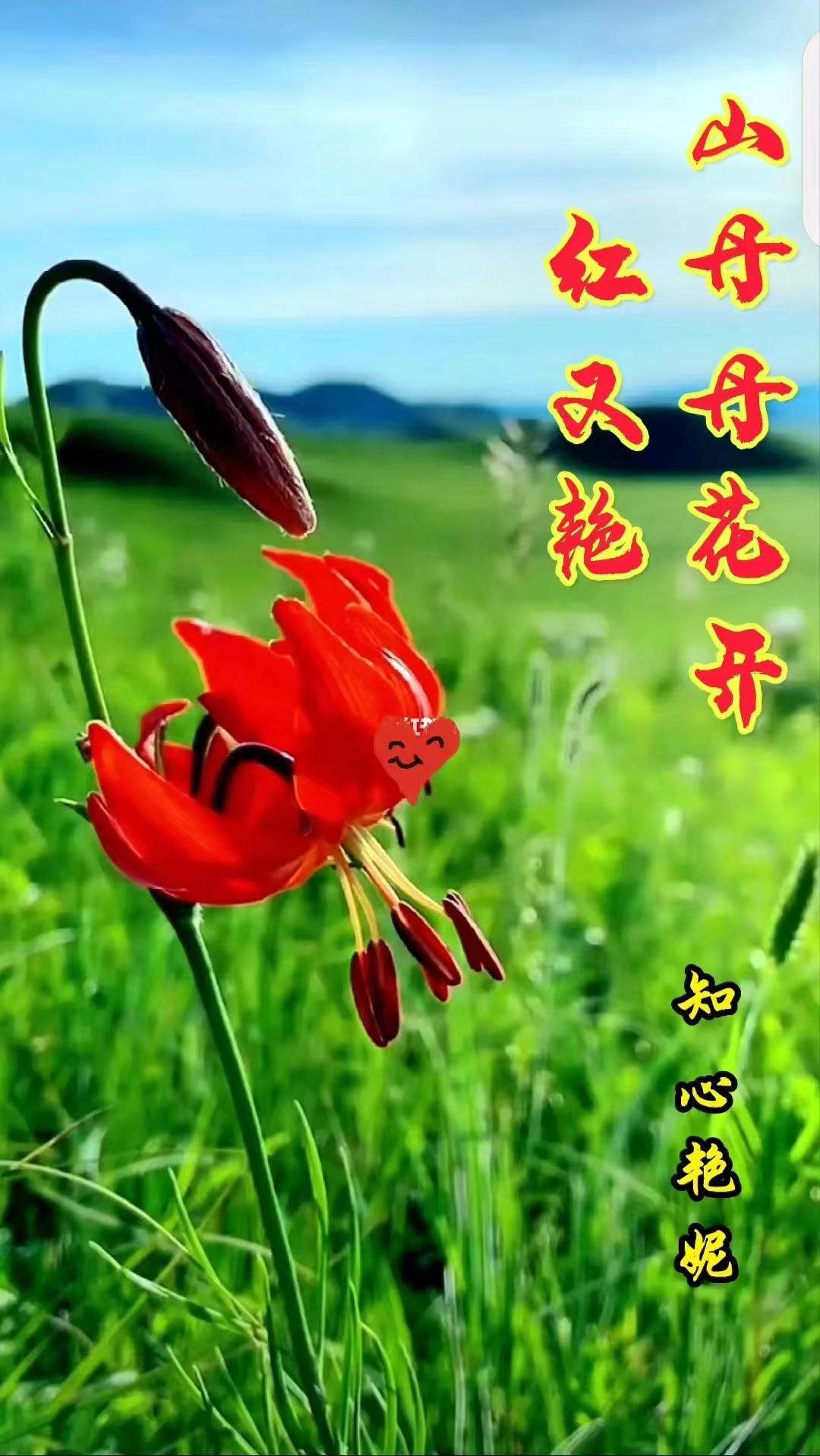 山丹丹花开红艳艳曲谱简谱